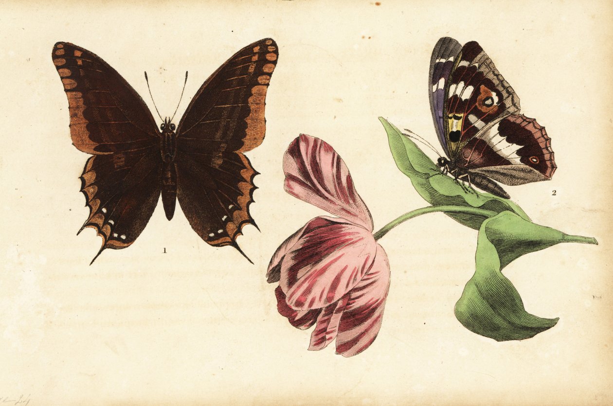 Pasha bicaudal, Charaxes jasius 1 e imperador roxo, Apatura iris 2 e tulipa de Unknown