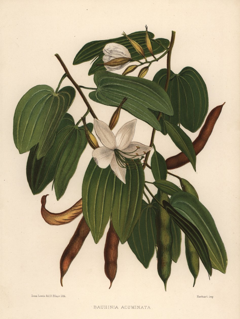 Orquídea-árvore branca, Bauhinia acuminata de Unknown