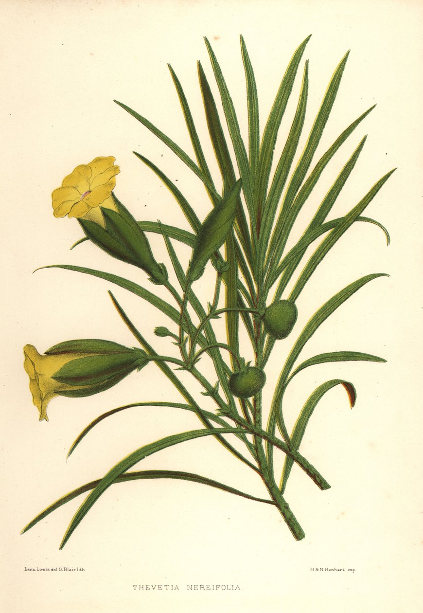 Oleandro amarelo ou porca sorte, Thevetia nerifolia (Thevetia nereifolia) de Unknown