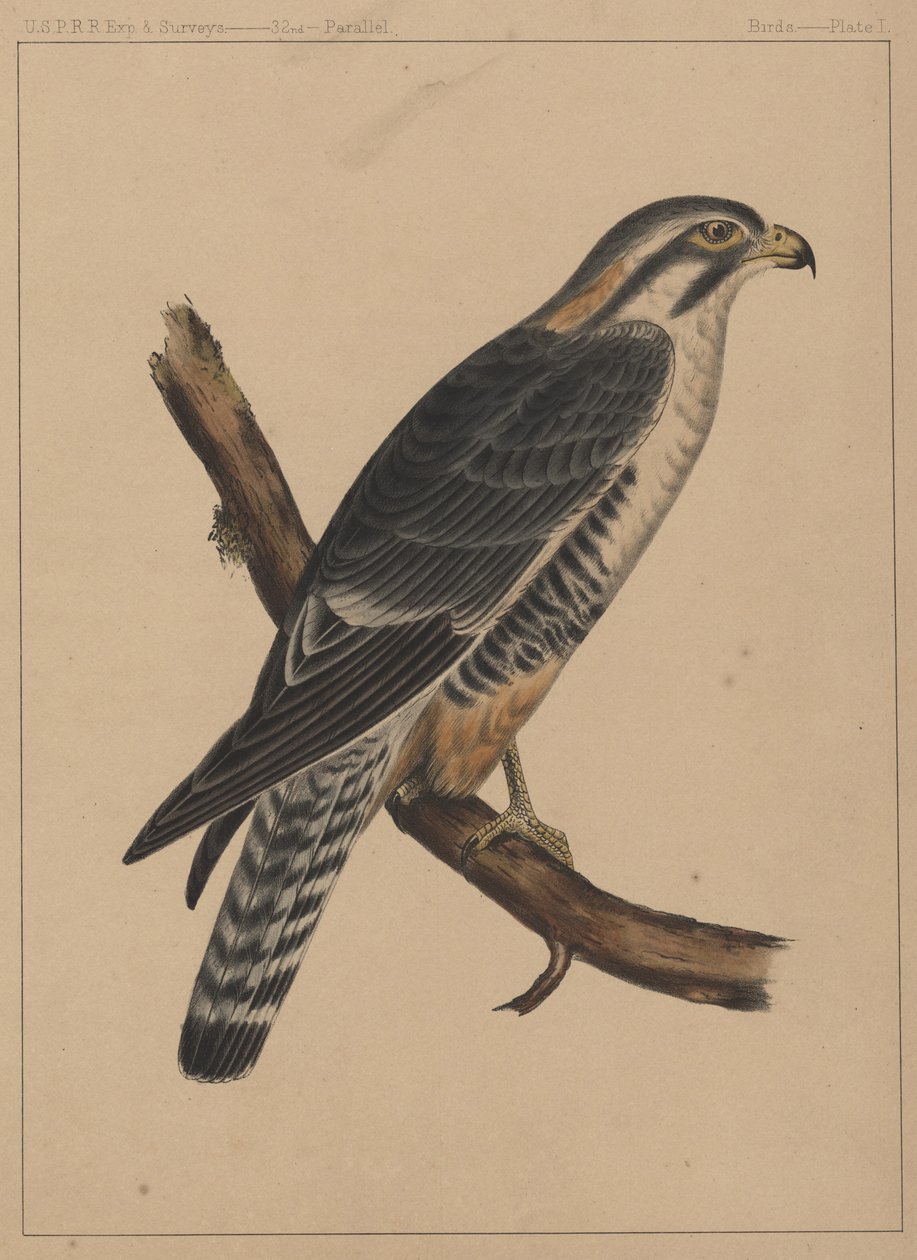Pássaros, Placa I, 1855 de American School
