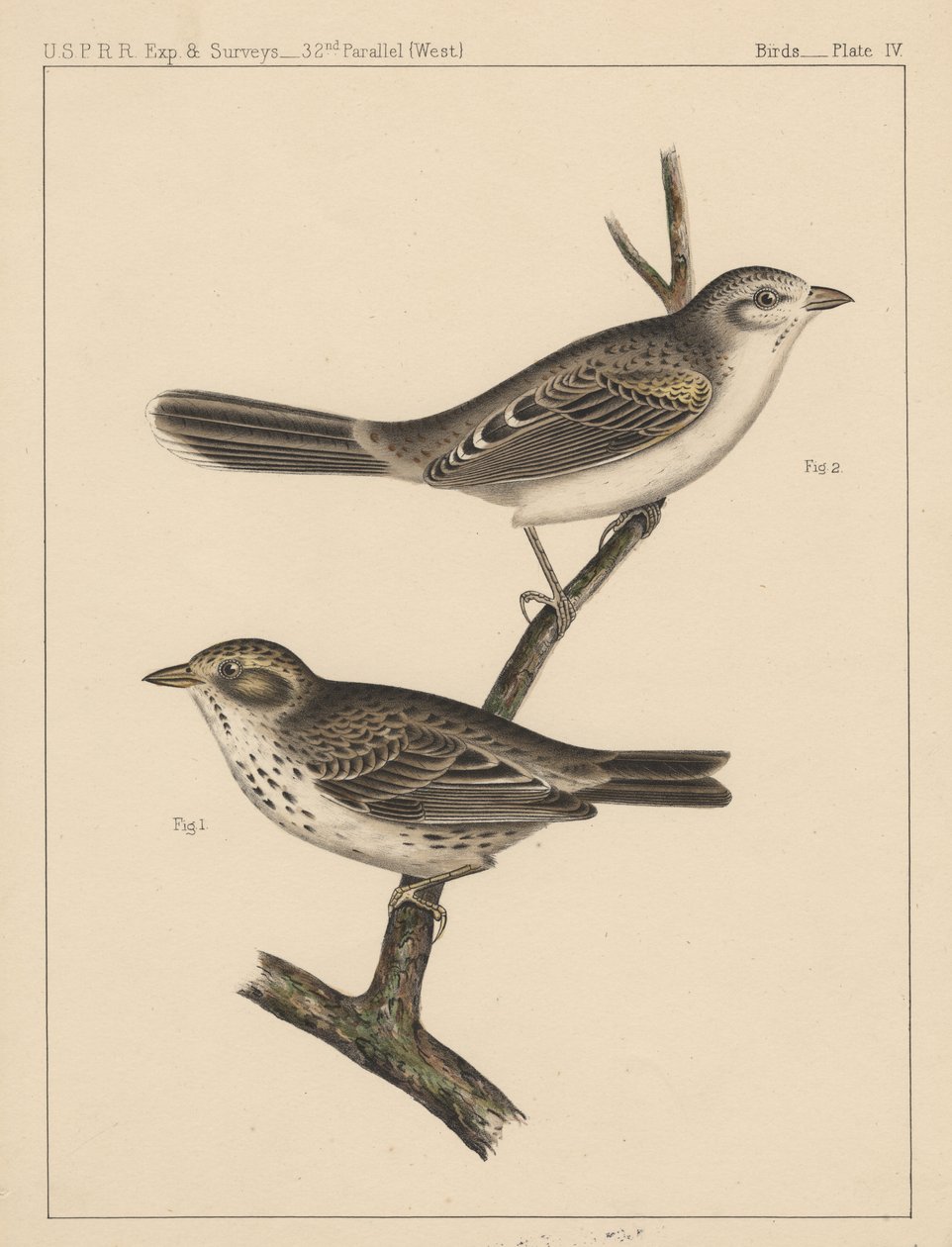 Pássaros, Placa IV, 1855 de American School