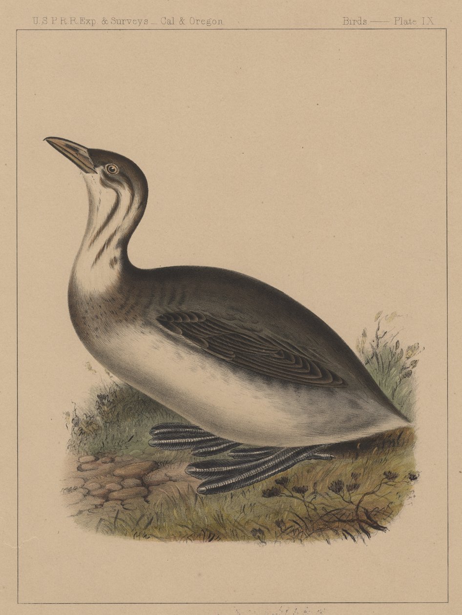 Pássaros, Placa IX, 1855 de American School