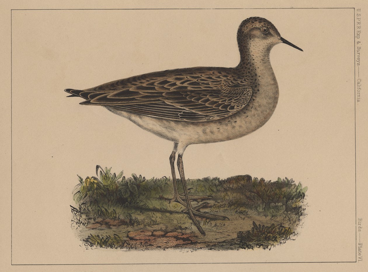 Aves, Placa VI, 1855 de American School