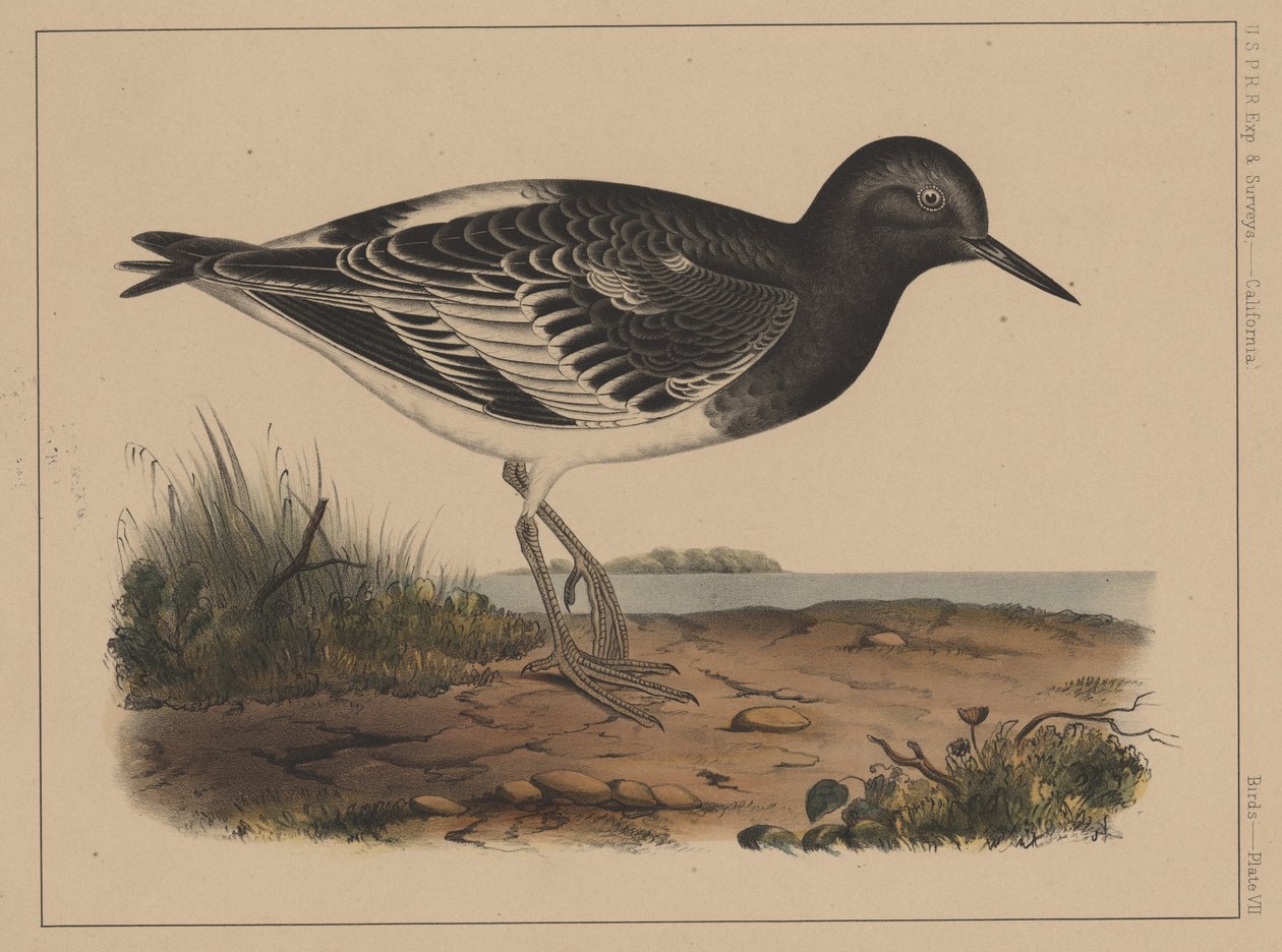 Aves, Placa VII, 1855 de American School