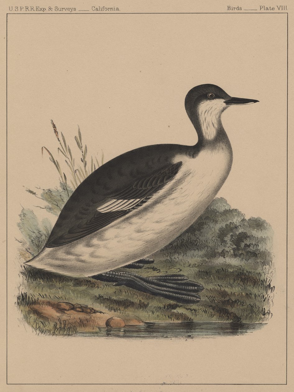 Aves, Placa VIII, 1855 de American School