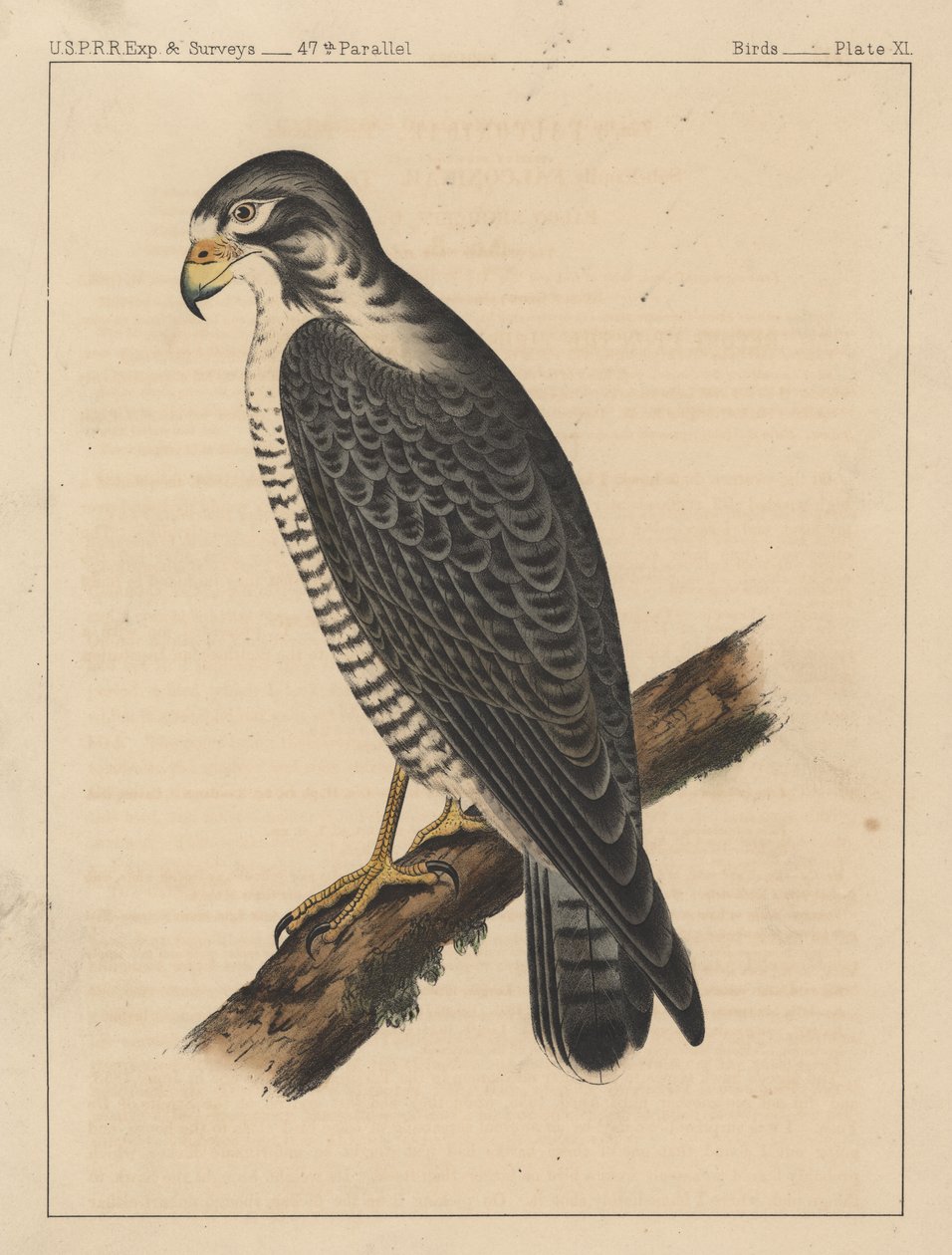 Pássaros, Plate XI, 1855 de American School