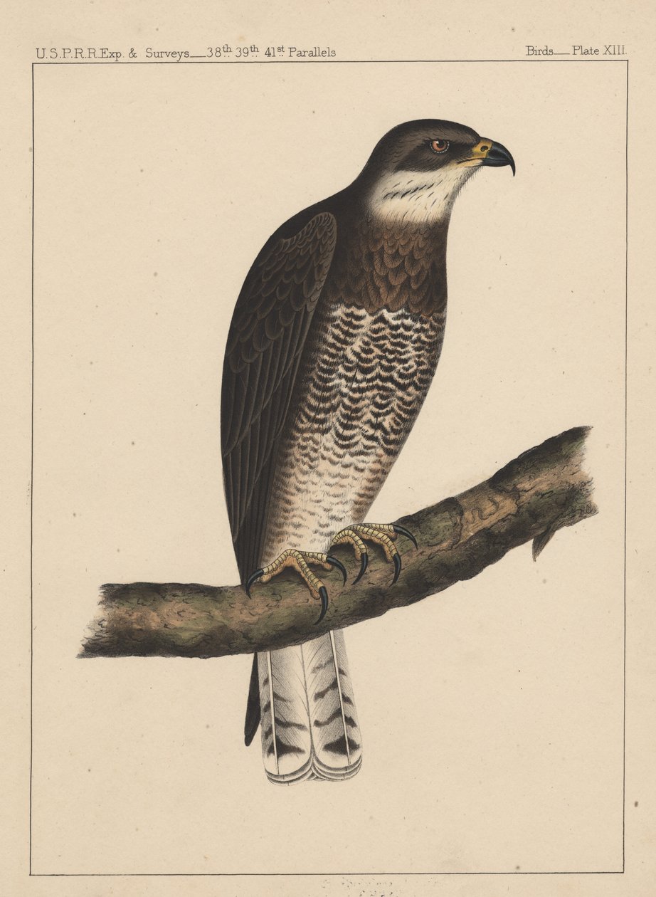 Pássaros, Placa XIII, 1855 de American School