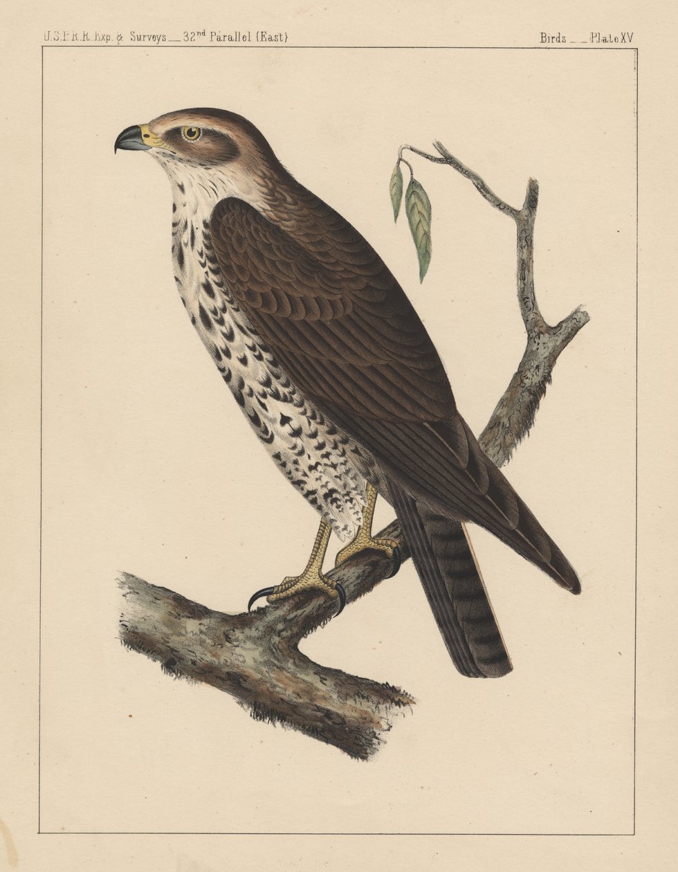 Aves, Placa XV, 1855 de American School