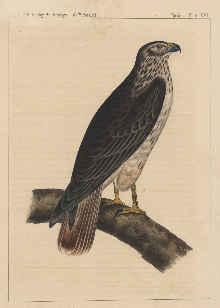 Pássaros, Placa XVI, 1855 de American School