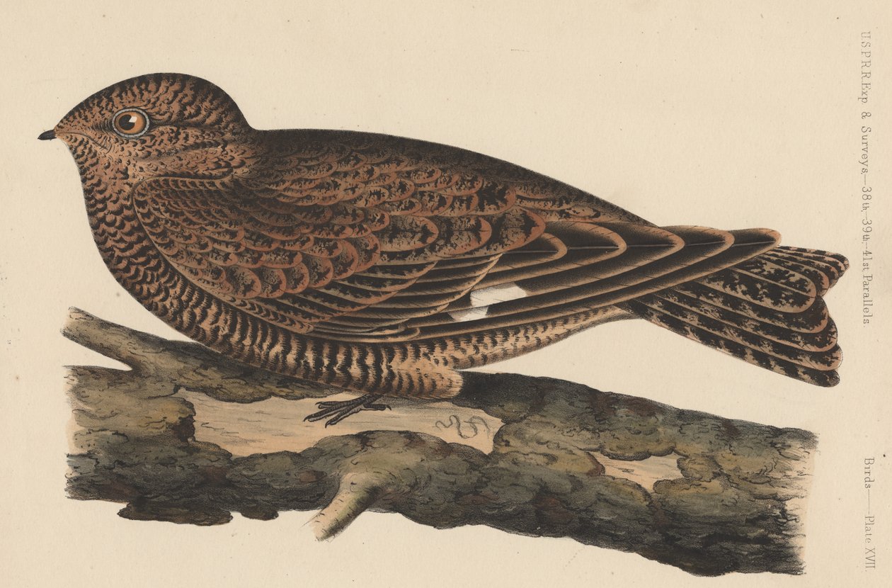 Pássaros, Placa XVII, 1855 de American School