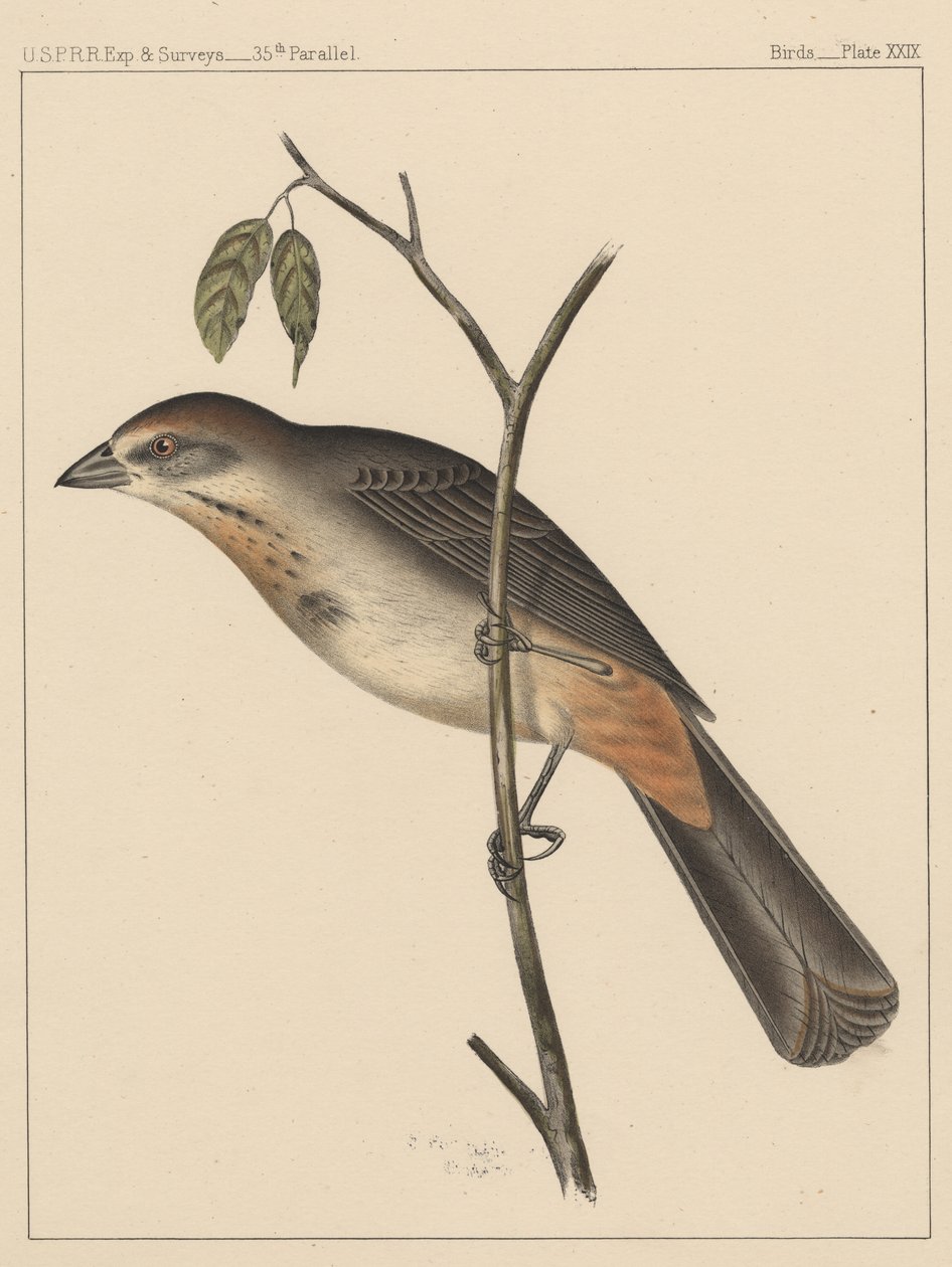 Pássaros, placa XXIX, 1855 de American School