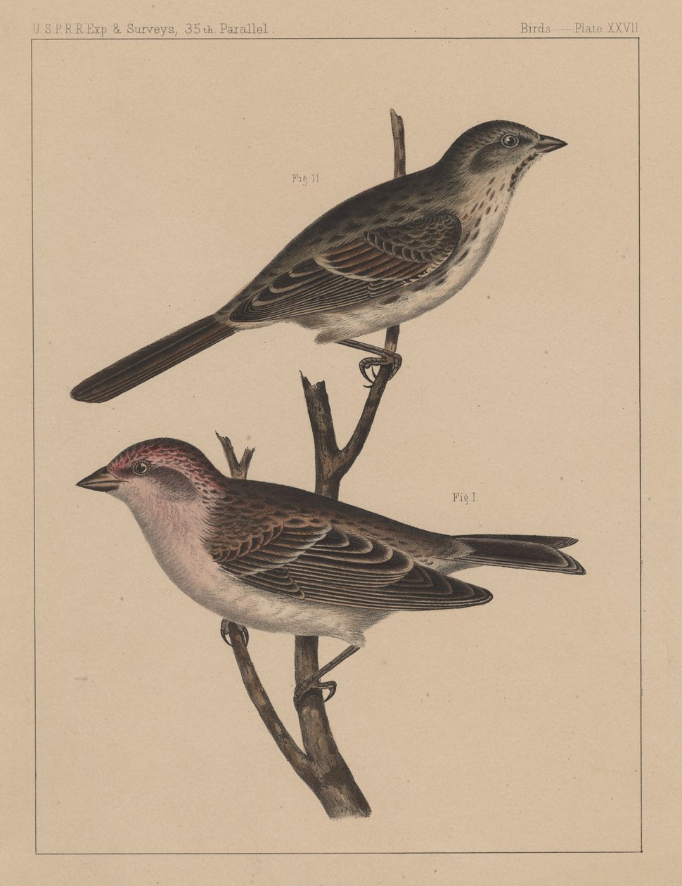 Aves, placa XXVII, 1855 de American School