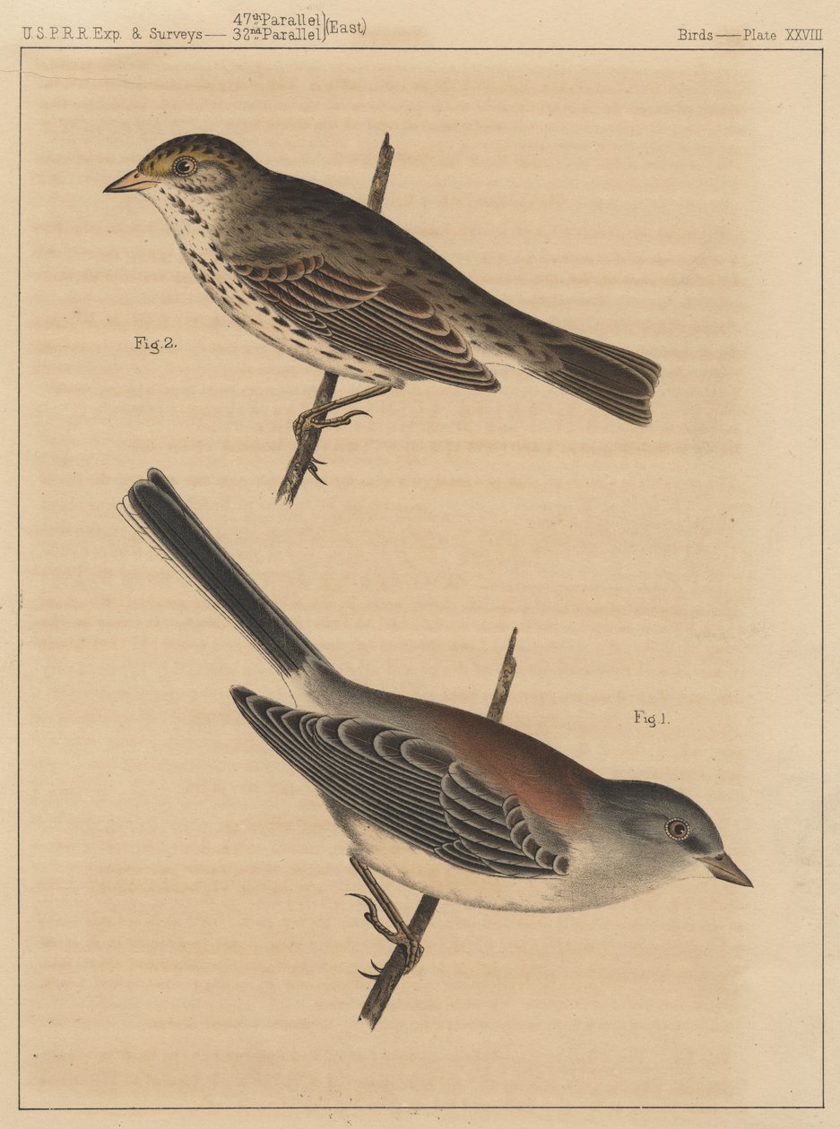 Aves, Placa XXVIII, 1855 de American School