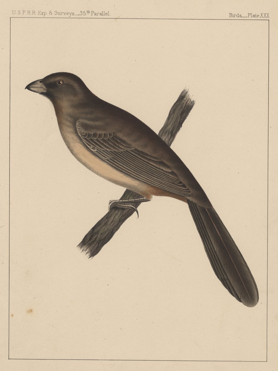 Pássaros, Placa XXX, 1855 de American School