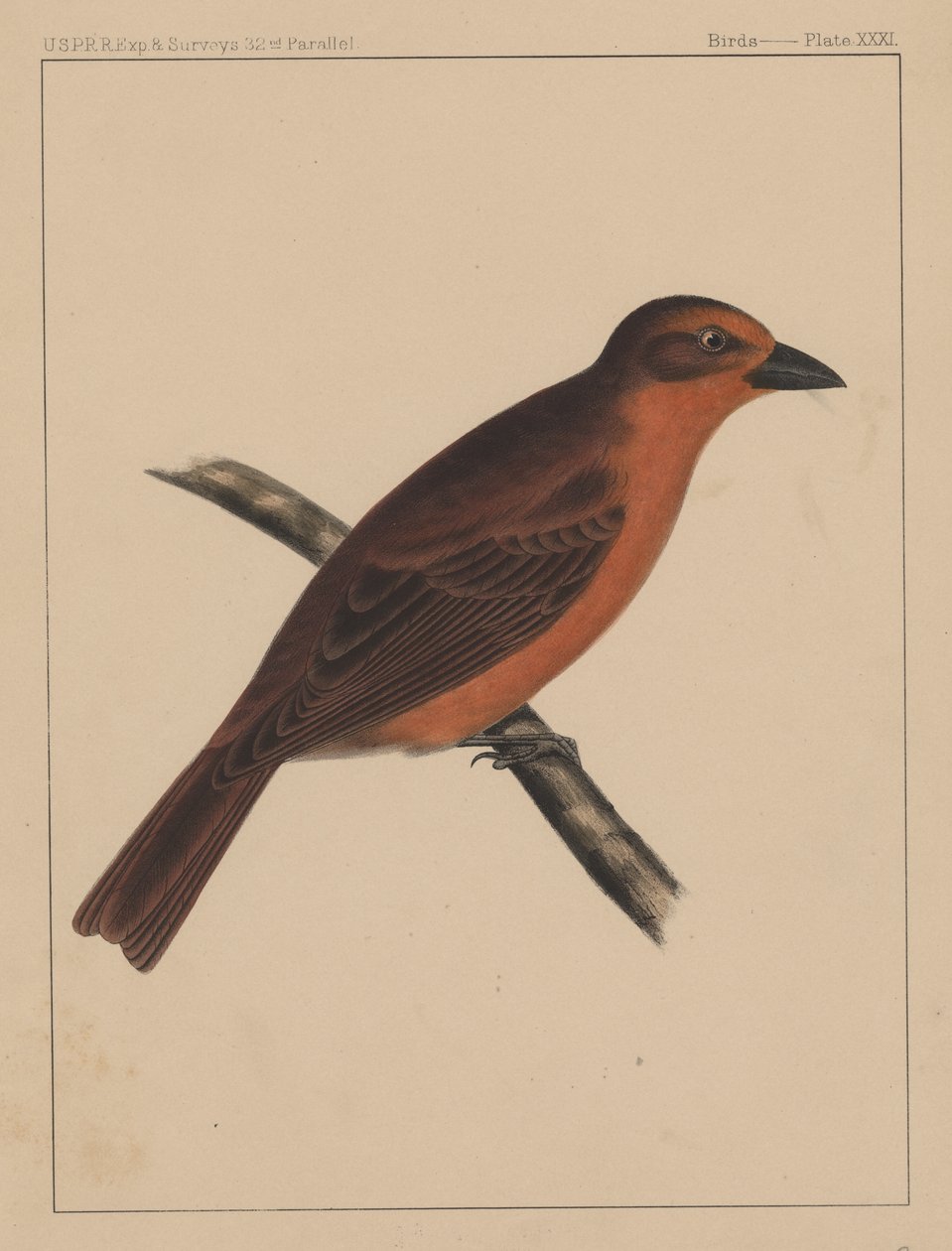 Pássaros, placa XXXI, 1855 de American School