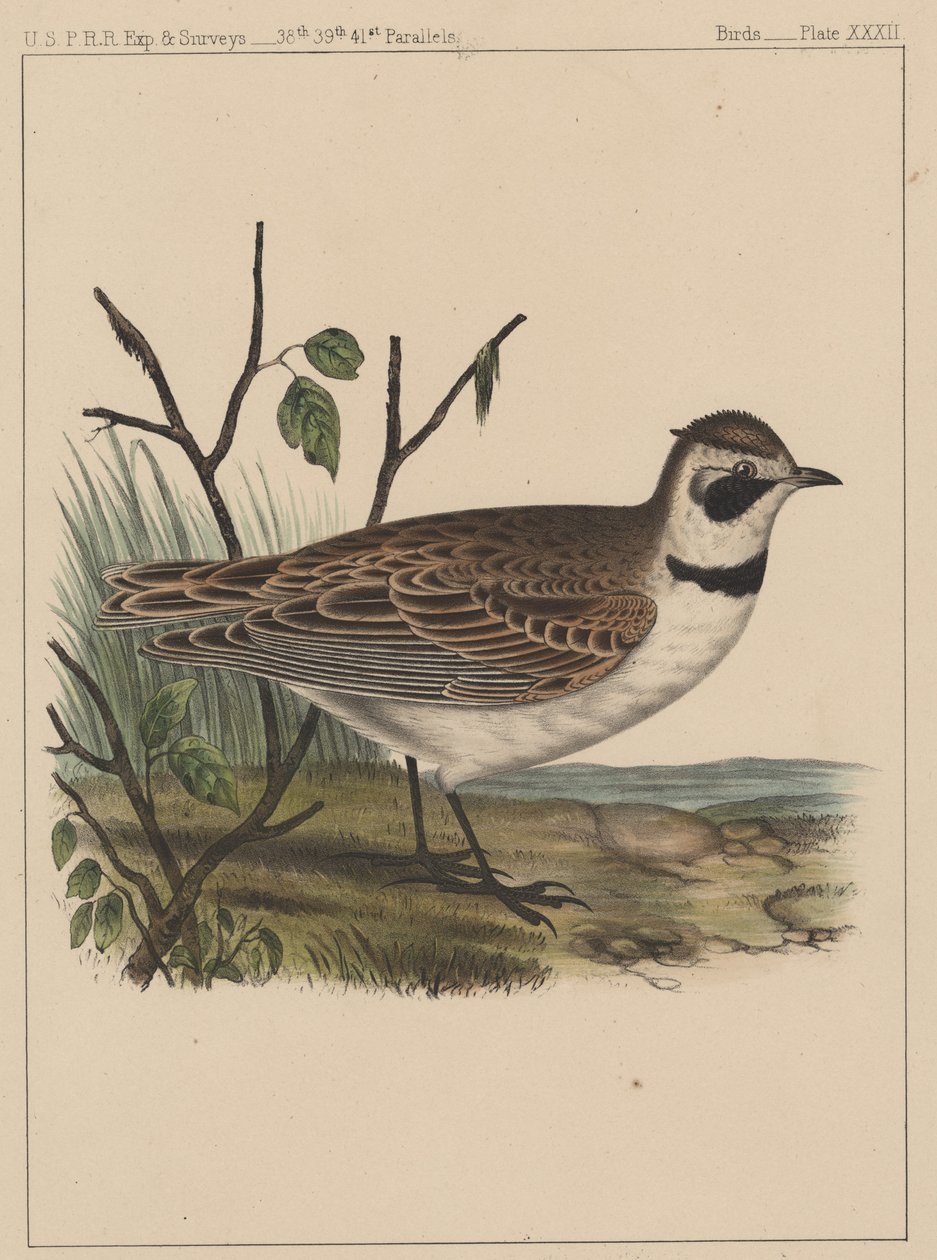 Pássaros, placa XXXII, 1855 de American School