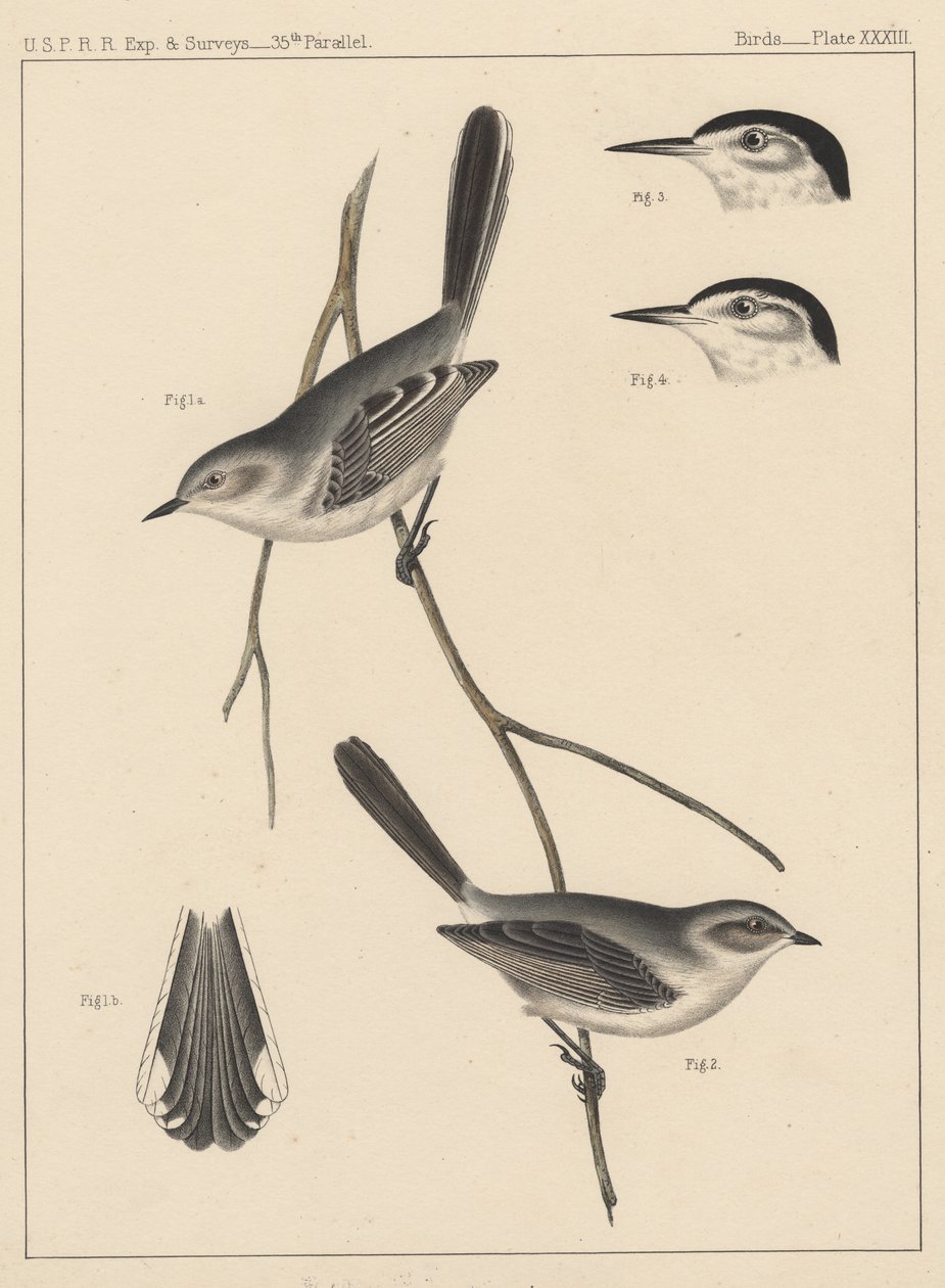 Pássaros, Placa XXXIII, 1855 de American School