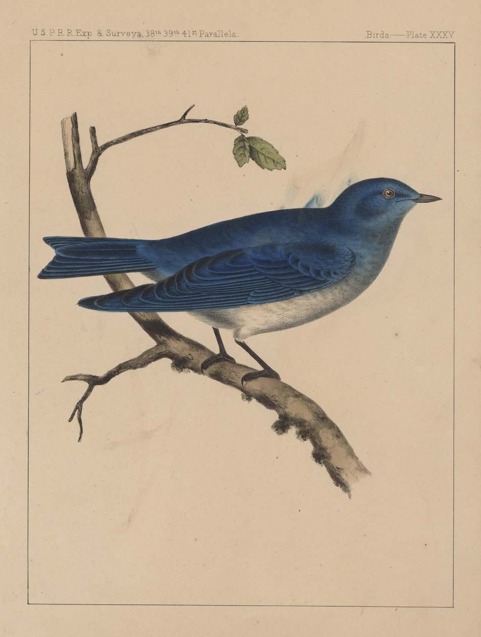 Pássaros, Plate XXXV, 1855 de American School