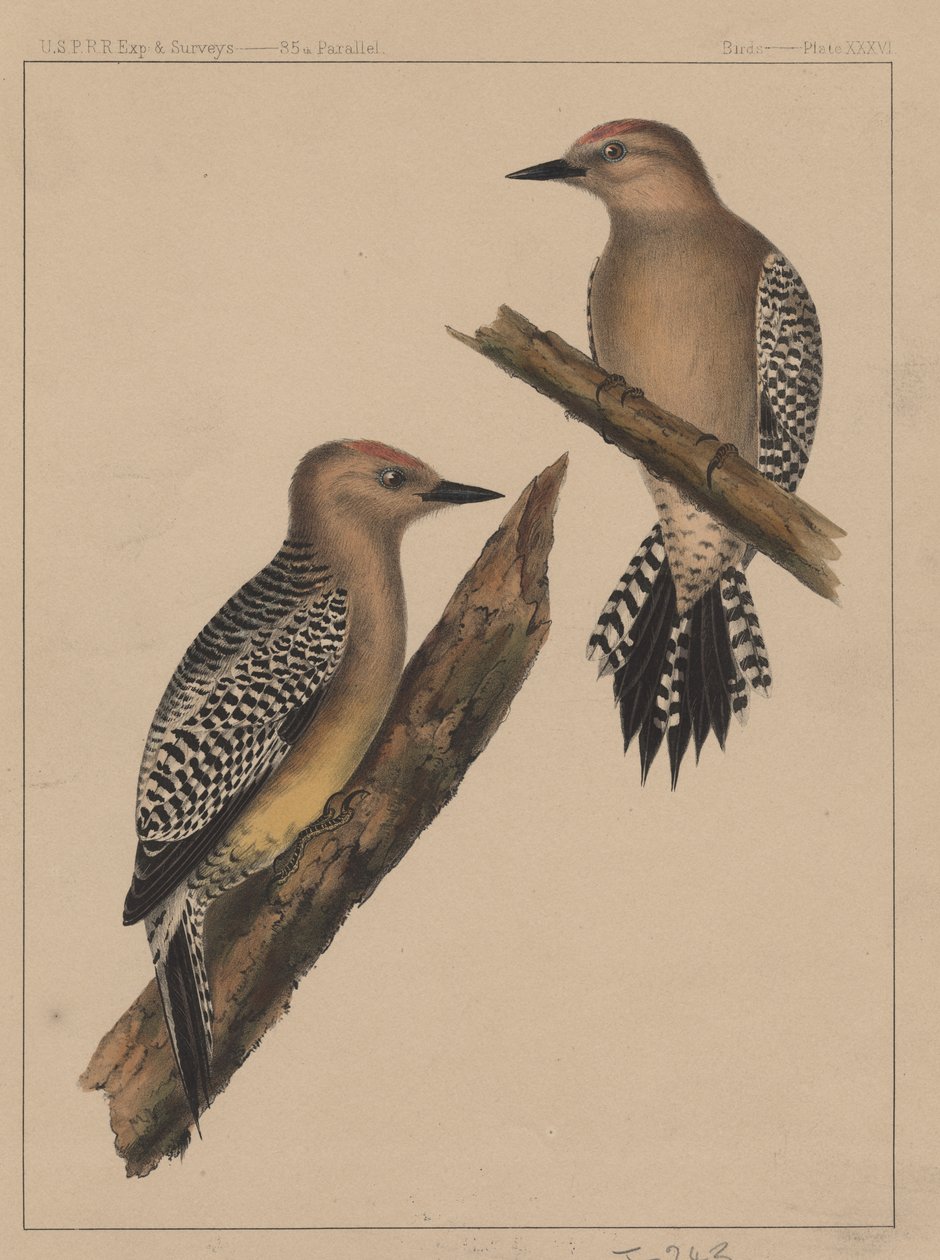 Pássaros, prato XXXVI, 1855 de American School