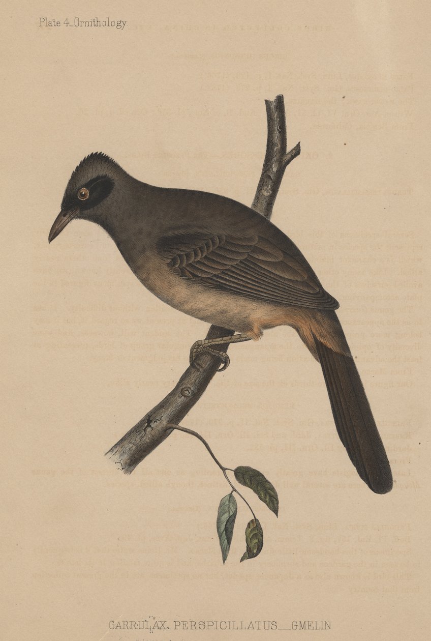 Garrulax Perspicillatus (Gmelin), 1855 de American School