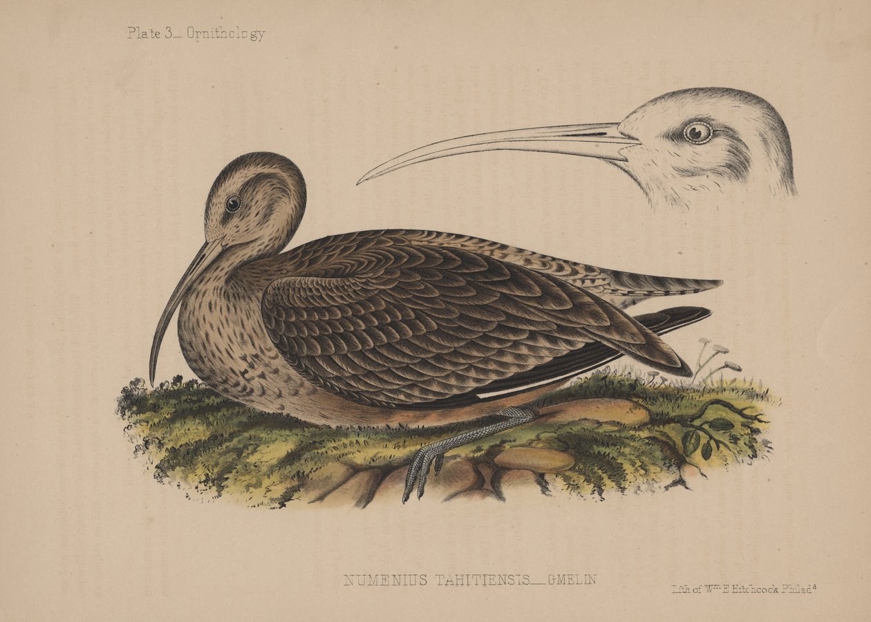 Numenius Tahitiensis (Gmelin), 1855 de American School