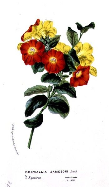 Browallia Jamesoni, de Horto Van Houtteano de Louis van Houtte (1810-76) c.1860 de Belgian School