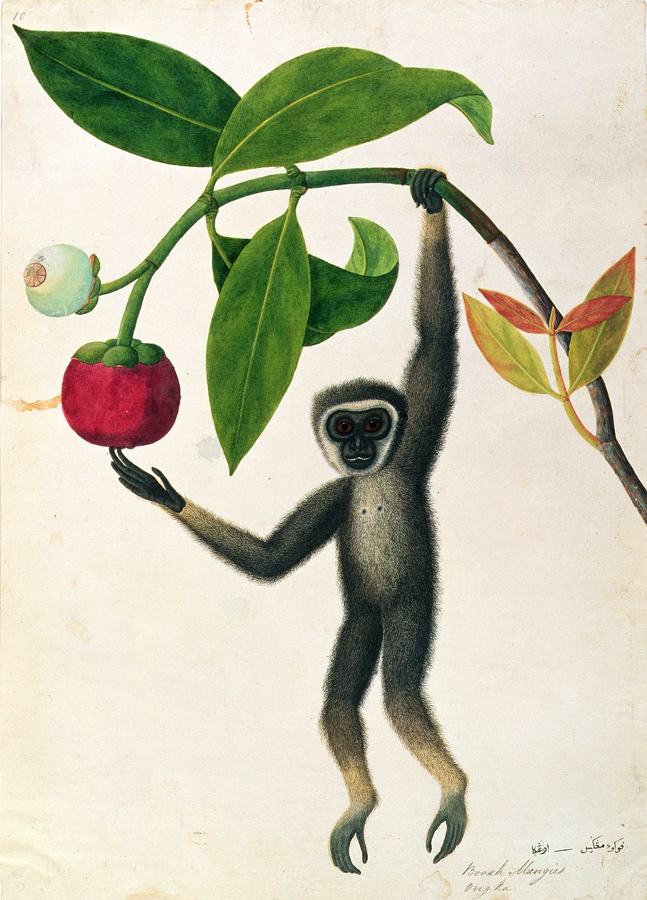 Gibbon Ágil ou Gibão de Mão Preta, de Desenhos de Animais, Insetos e Répteis de Malaca, c.1805-18 (wc e guache sobre papel) de Chinese School