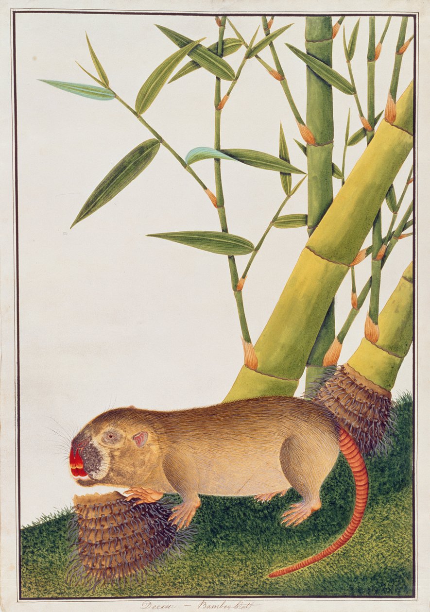 Rato de Bambu, Decan, de Desenhos de Animais, Insetos e Répteis de Malaca, c.1805-18 (wc e guache sobre papel) de Chinese School