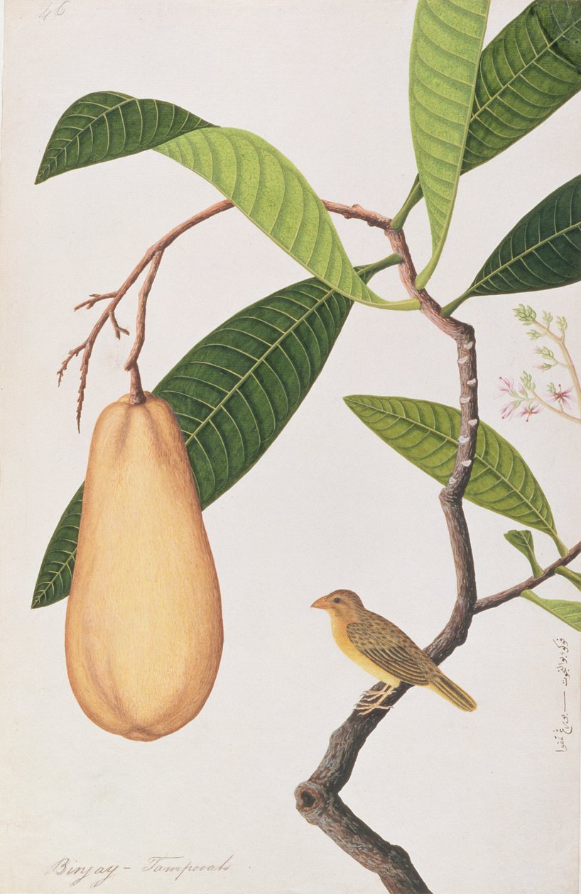 Baya Weaver, de Desenhos de Pássaros de Malaca, c.1805-18 (wc no papel) de Chinese School