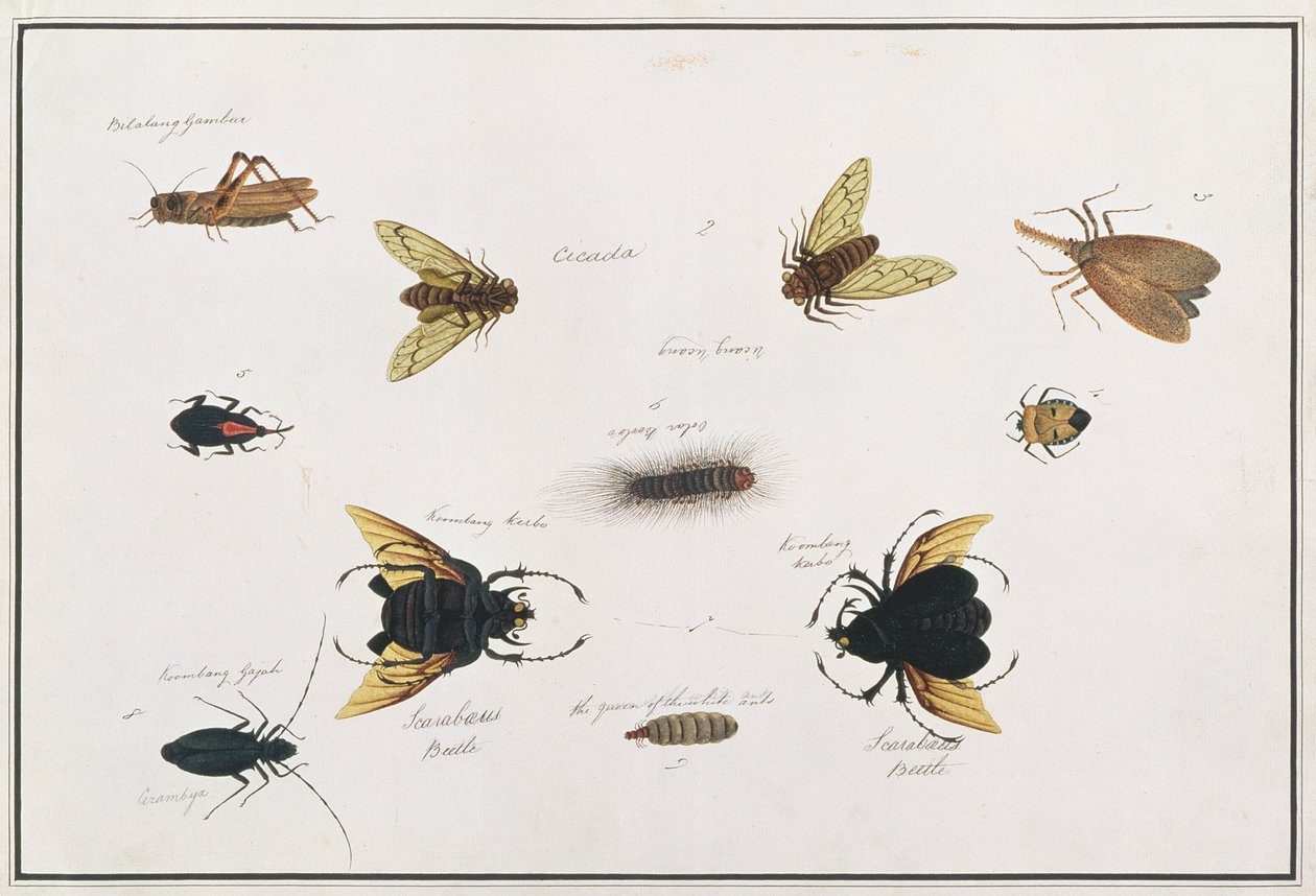 Bilalang Gambur, Cicada, Koombang Kerbo, Koombang Gajah, Escaravelho, Ucanucang, de Desenhos de Animais, Insetos e Répteis de Malaca, c.1805-18 (wc e guache sobre papel) de Chinese School