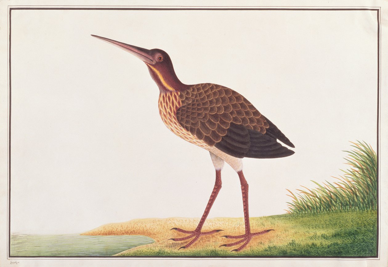 Castanha Negra, de Desenhos de Pássaros de Malaca, c.1805-18 (wc no papel) de Chinese School
