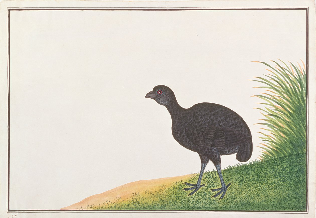 Perdiz Negra, de Desenhos de Aves de Malaca, c.1805-18 (wc no papel) de Chinese School