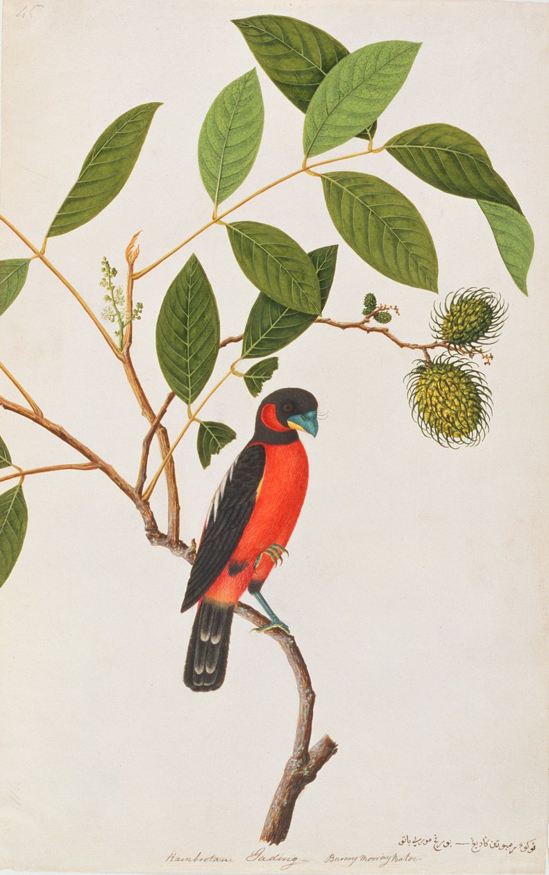 Broadbill preto e vermelho, de desenhos de aves de Malaca, c.1805-18 (wc no papel) de Chinese School