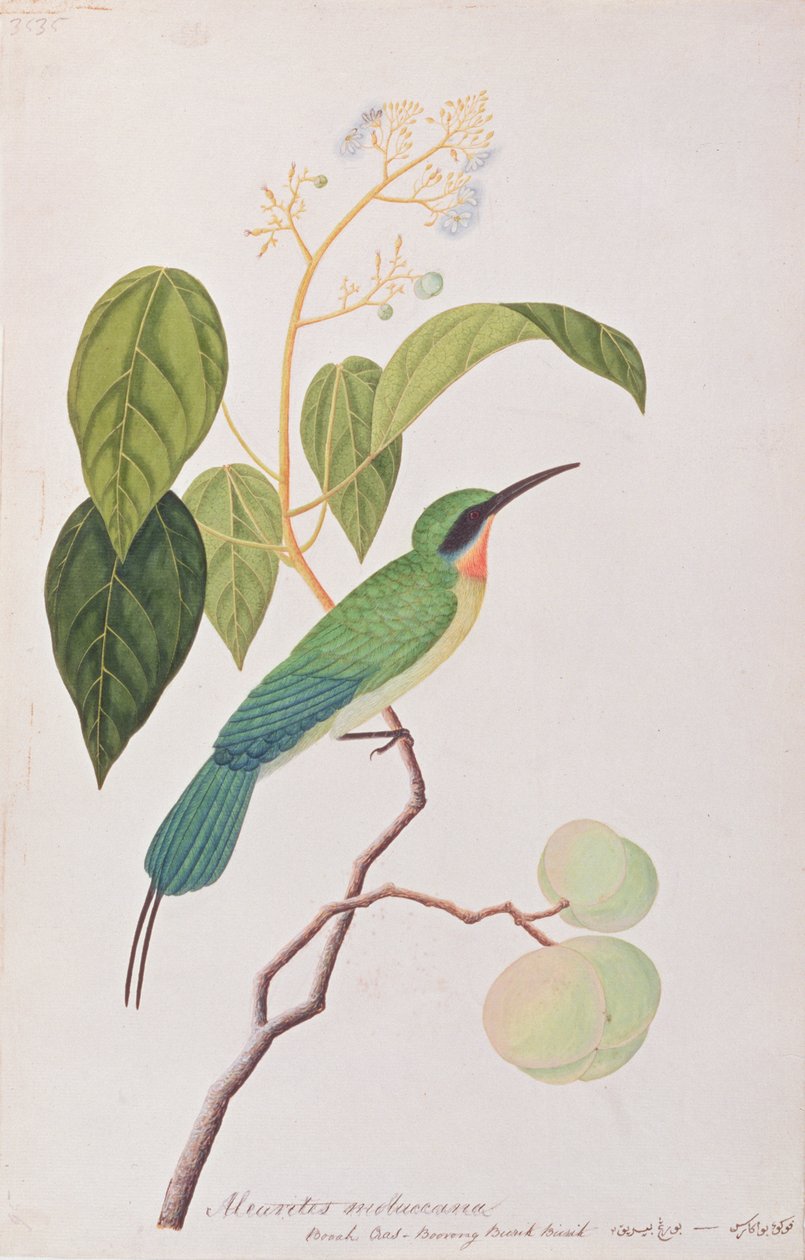 Abelharuco-de-cauda-azul, de Desenhos de Pássaros de Malaca, c.1805-18 (wc on paper) de Chinese School