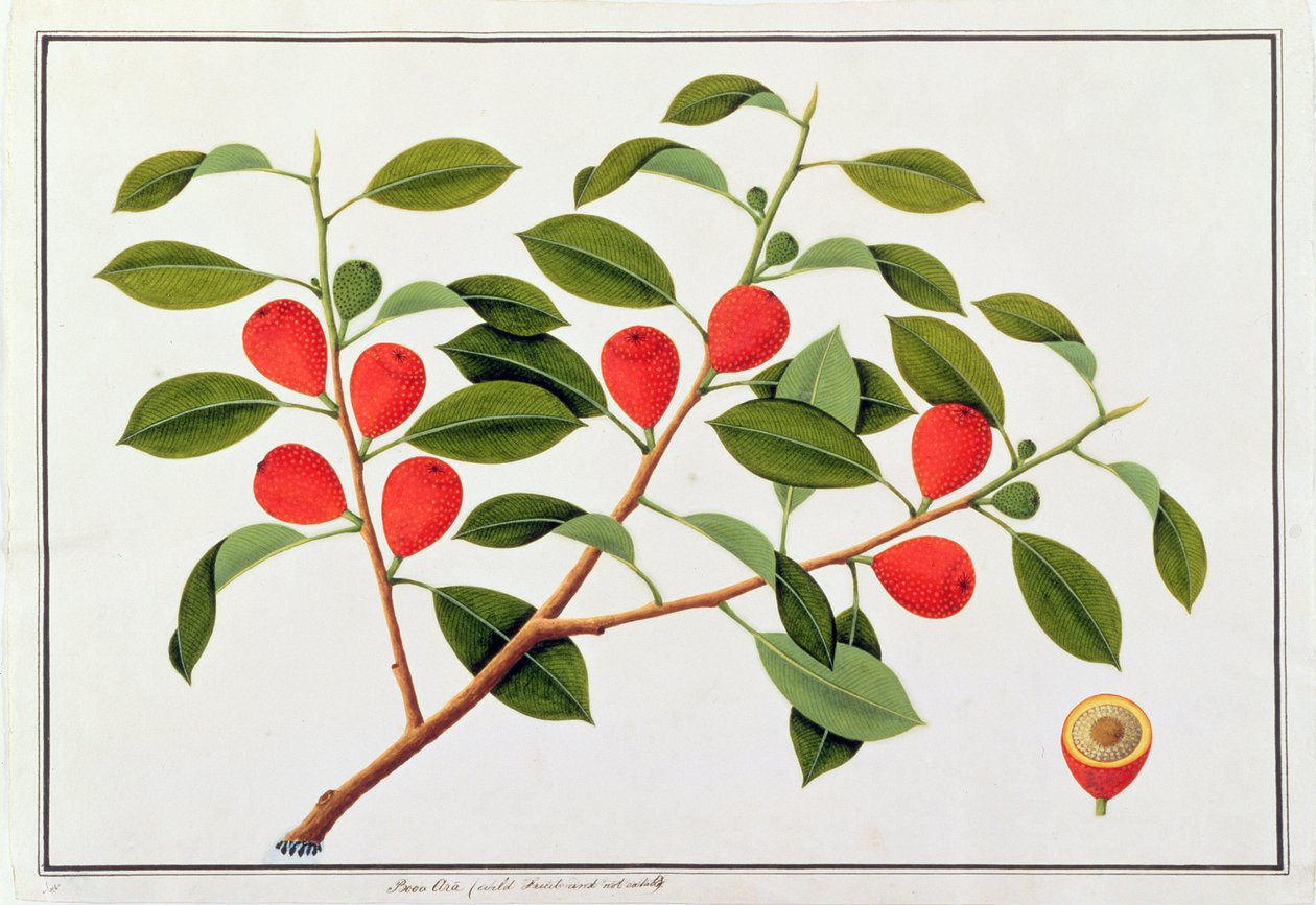 Booa Ara, fruta selvagem não comestível, de desenhos de plantas de Malaca, c.1805-18 (wc no papel) de Chinese School