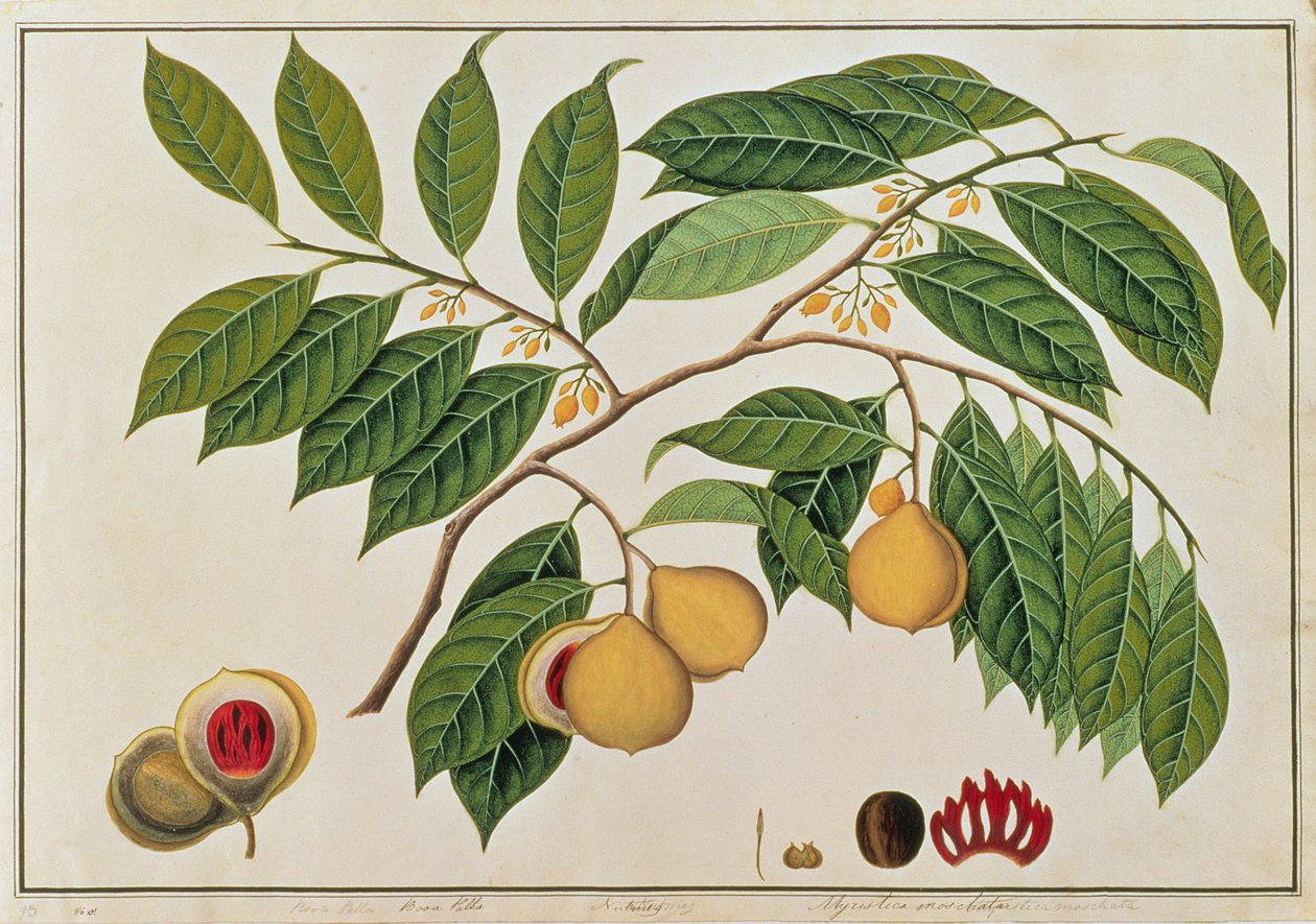 Booa Palla ou Noz-moscada, de Desenhos de Plantas de Malaca, c.1805-18 (wc no papel) de Chinese School