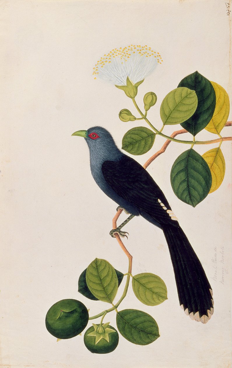 Booah Piedada, Boorong Boobote, de Desenhos de Pássaros de Malaca, c.1805-18 (wc no papel) de Chinese School