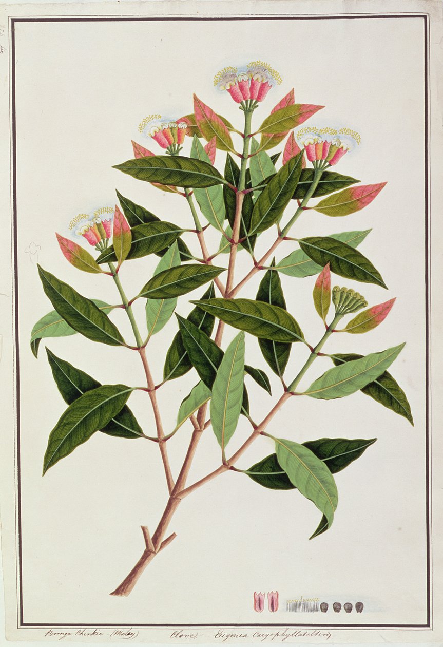 Boongo Chinkie (Malaio), Eugenia Caryophyllatallen ou Cravo, de Desenhos de Plantas de Malaca, c.1805-18 (wc no papel) de Chinese School
