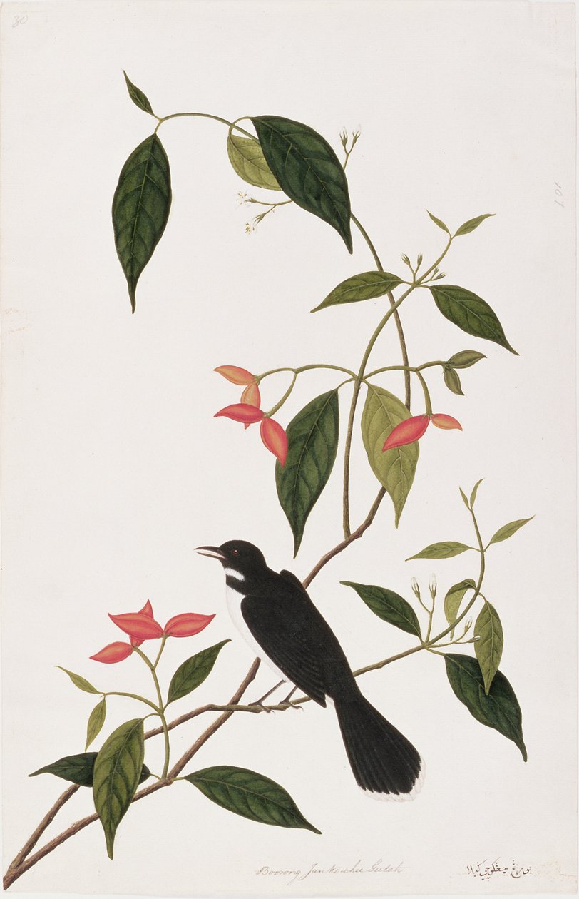 Booring Janke-chee Gutah, de Desenhos de Aves de Malaca, c.1805-18 (wc no papel) de Chinese School
