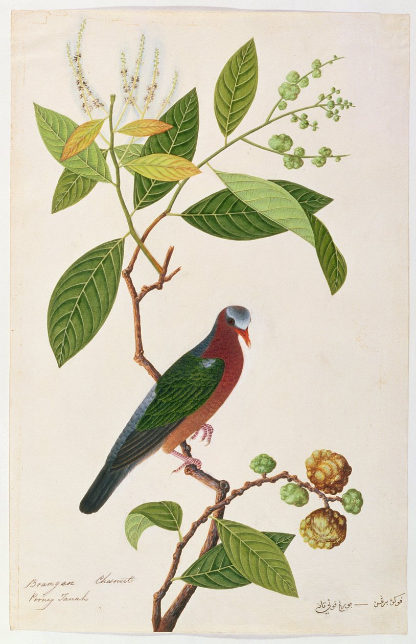 Brangan Castanha, Pooney Tanah, de Desenhos de Pássaros de Malaca, c.1805-18 (wc no papel) de Chinese School