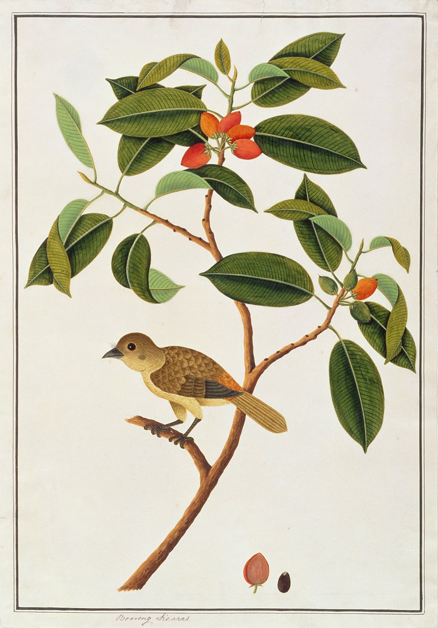 Barbet Marrom, de Desenhos de Pássaros de Malaca, c.1805-18 (wc no papel) de Chinese School