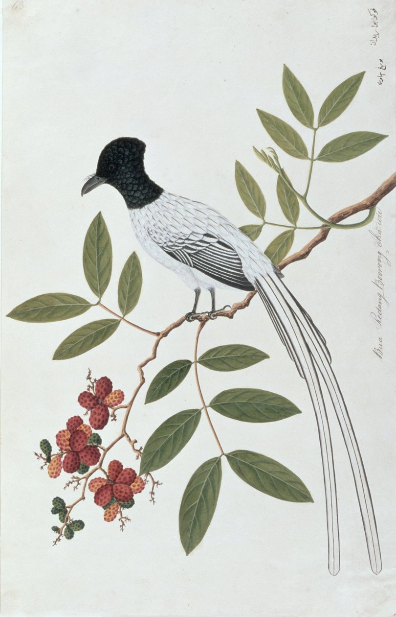 Bua Redang Boorong cha-wie, de Desenhos de Pássaros de Malaca, c.1805-18 (wc no papel) de Chinese School