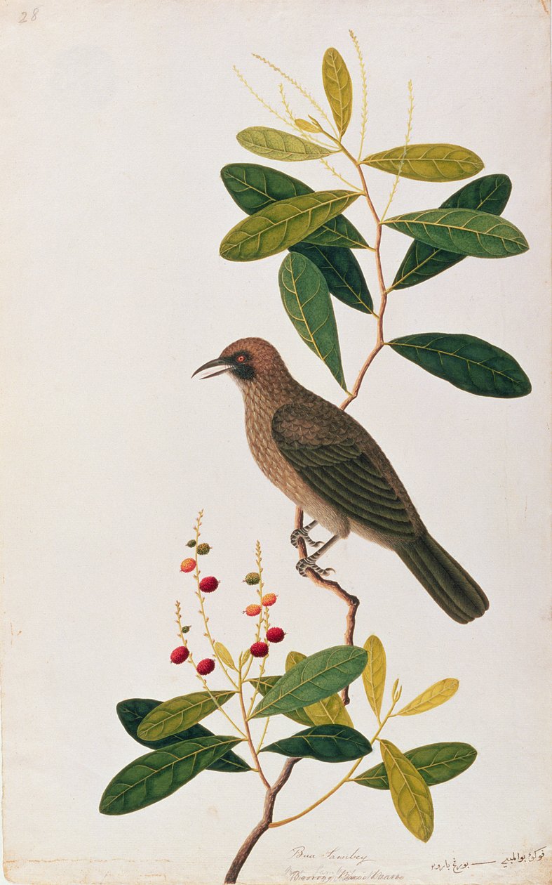 Bua Sambey, Boorong Baroo Baroo, de desenhos de aves de Malaca, c.1805-18 (wc no papel) de Chinese School