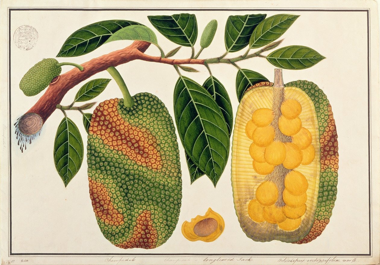 Champedak Artocarpus integrifolia ou Longleaved Jack, de Desenhos de Plantas de Malaca, c.1805-18 (wc no papel) de Chinese School