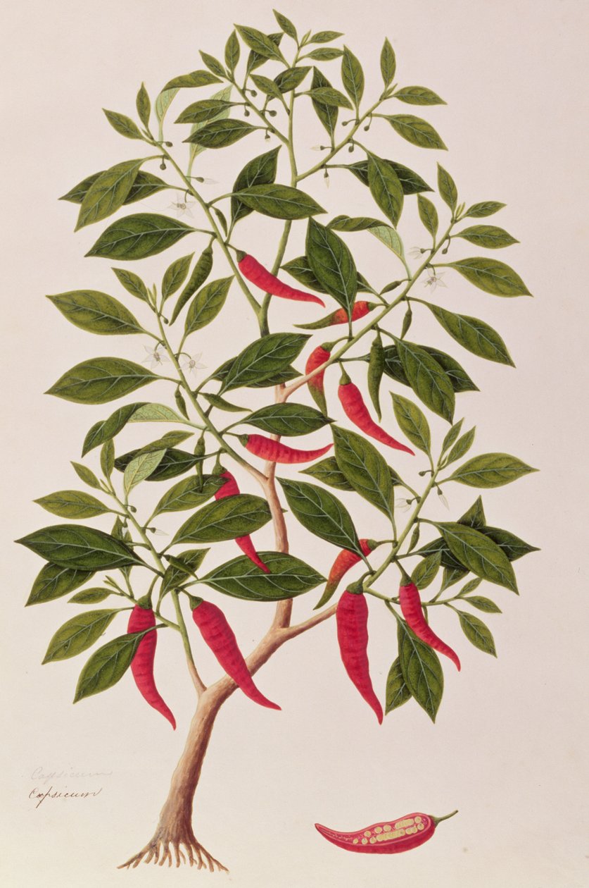 Chilly or Capsicum, Desenhos de Plantas de Malaca, c.1805-18 (wc no papel) de Chinese School
