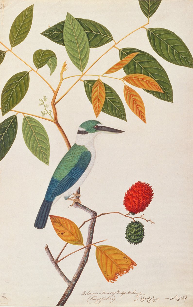 Collared Kingfisher, de Desenhos de Pássaros de Malaca, c.1805-18 (wc no papel) de Chinese School