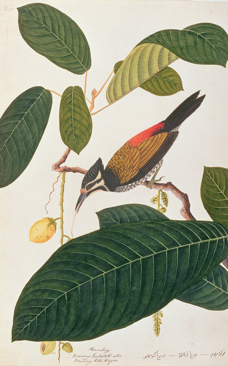 Goldenback comum, de desenhos de pássaros de Malaca, c.1805-18 (wc no papel) de Chinese School