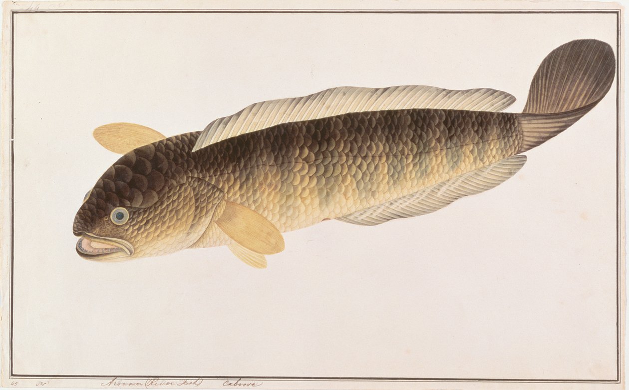 Snakehead comum, de desenhos de peixes de Malaca, c.1805-18 (wc no papel) de Chinese School
