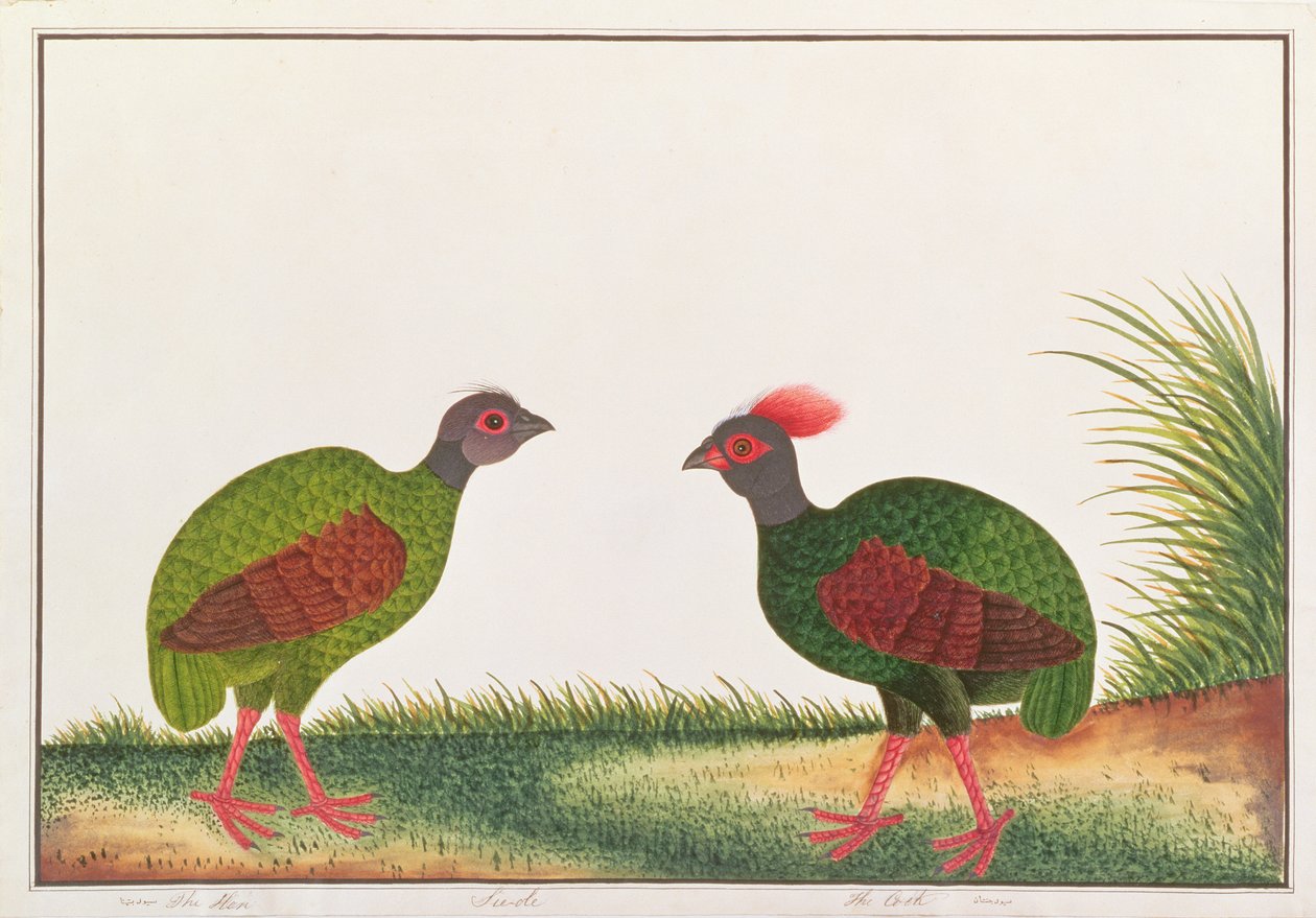 Perdiz-de-peito-de-crista, Galinha e Galo, de Desenhos de Pássaros de Malaca, c.1805-18 (wc no papel) de Chinese School