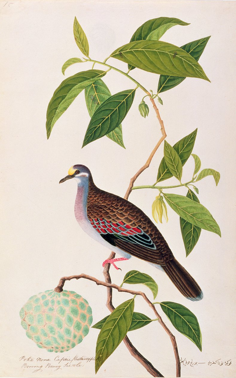 Creme de Maçã, Puxão Nona Caprie com Boorong Pooney Sieole, de Desenhos de Pássaros de Malaca, c.1805-18 (wc no papel) de Chinese School